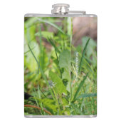 Curieuze Amerikaanse Robin Songbird in de gras Heupfles (Achterkant)