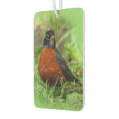 Curieuze Amerikaanse Robin Songbird in de gras Luchtverfrisser (Links)