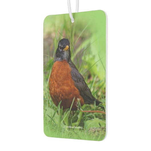 Curieuze Amerikaanse Robin Songbird in de gras Luchtverfrisser (Links)