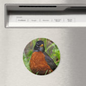 Curieuze Amerikaanse Robin Songbird in de gras Magneet (Insitu (Vaatwasser))