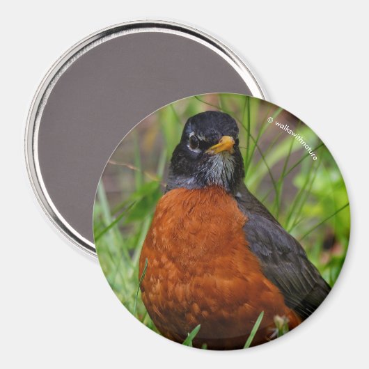 Curieuze Amerikaanse Robin Songbird in de gras Magneet (Voorkant / Achterkant)