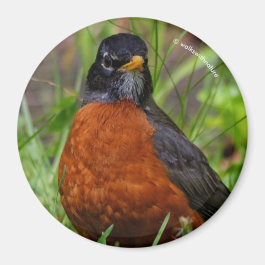 Curieuze Amerikaanse Robin Songbird in de gras Magneet (Voorkant)