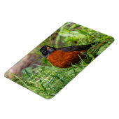 Curieuze Amerikaanse Robin Songbird in de gras Magneet (Linkerzijde)