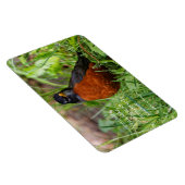 Curieuze Amerikaanse Robin Songbird in de gras Magneet (Rechterzijde)