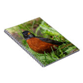 Curieuze Amerikaanse Robin Songbird in de gras Notitieboek (Rechterzijde)
