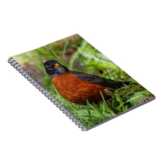 Curieuze Amerikaanse Robin Songbird in de gras Notitieboek (Rechterzijde)