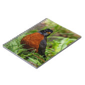 Curieuze Amerikaanse Robin Songbird in de gras Notitieboek (Linkerzijde)