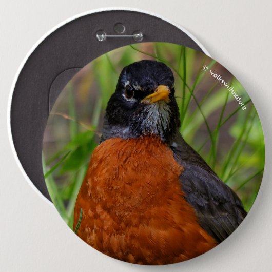Curieuze Amerikaanse Robin Songbird in de gras Ronde Button 6,0 Cm (Voorkant /achterkant)