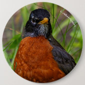 Curieuze Amerikaanse Robin Songbird in de gras Ronde Button 6,0 Cm (Voorkant)