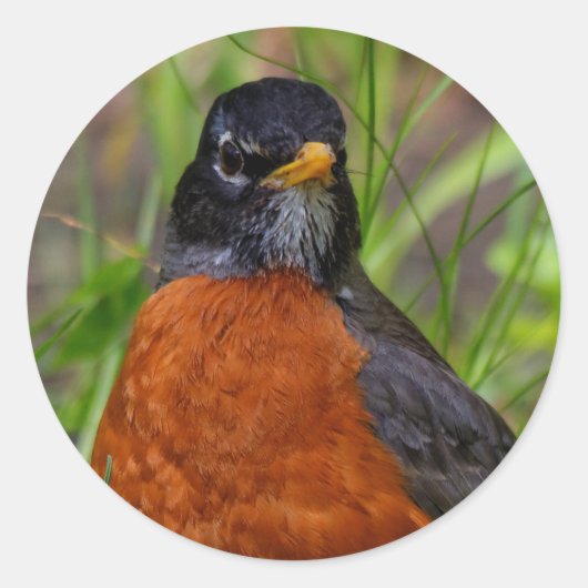 Curieuze Amerikaanse Robin Songbird in de gras Ronde Sticker (Voorkant)
