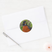 Curieuze Amerikaanse Robin Songbird in de gras Ronde Sticker (Envelop)