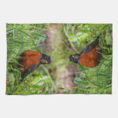 Curieuze Amerikaanse Robin Songbird in de gras Theedoek (Horizontaal)