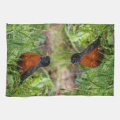 Curieuze Amerikaanse Robin Songbird in de gras Theedoek (Horizontaal)