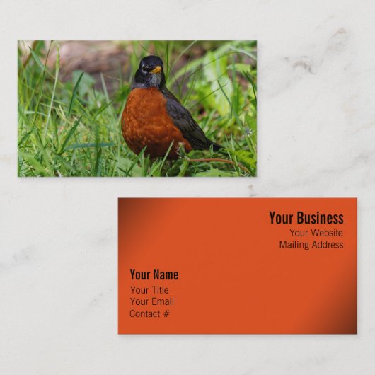 Curieuze Amerikaanse Robin Songbird in de gras Visitekaartje (Voorkant / Achterkant)