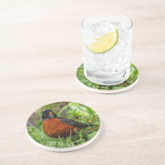 Curieuze Amerikaanse Robin Songbird in de gras Zandsteen Onderzetter (Zijkant)