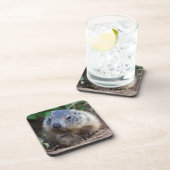 Curieuze Baby Marmot set van 6 Onderzetters (Rechterzijde)