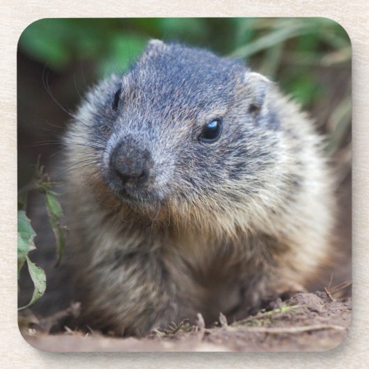 Curieuze Baby Marmot set van 6 Onderzetters (Voorkant)
