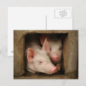 Curieuze biggen briefkaart (Voorkant / Achterkant)