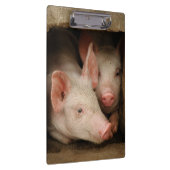 Curieuze biggen klembord (Rechts)