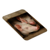 Curieuze biggen magneet (Rechterzijde)