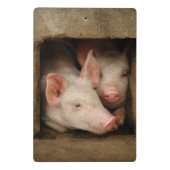 Curieuze biggen mini klembord (Achterkant)