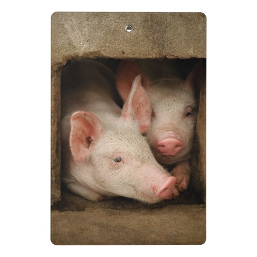 Curieuze biggen mini klembord (Achterkant)