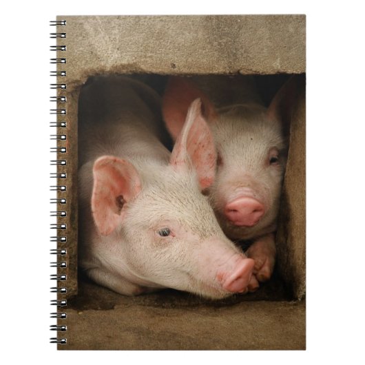 Curieuze biggen notitieboek (Voorkant)