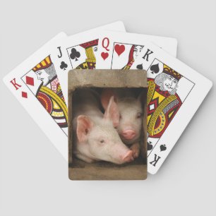 Curieuze biggen pokerkaarten