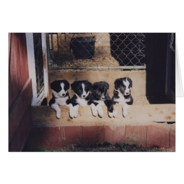 Curieuze Border Collie Puppies Dog Card (Voorkant Horizontaal)