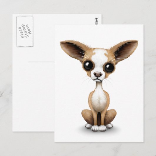 Curieuze Chihuahua met grote oorlogen op wit Briefkaart (Voorkant / Achterkant)