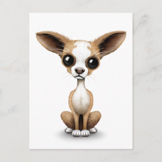 Curieuze Chihuahua met grote oorlogen op wit Briefkaart (Voorkant)