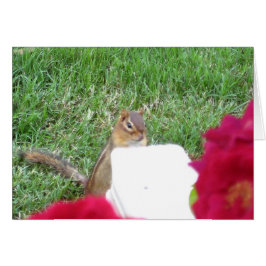 Curieuze Chipmunk