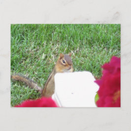 Curieuze Chipmunk Briefkaart