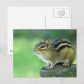 Curieuze Chipmunk-Briefkaart Briefkaart (Voorkant / Achterkant)