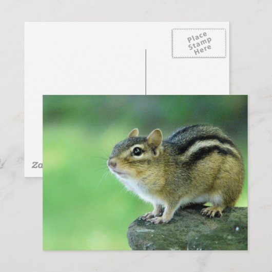 Curieuze Chipmunk-Briefkaart Briefkaart (Voorkant / Achterkant)