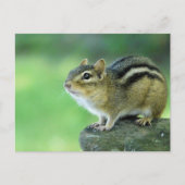 Curieuze Chipmunk-Briefkaart Briefkaart (Voorkant)