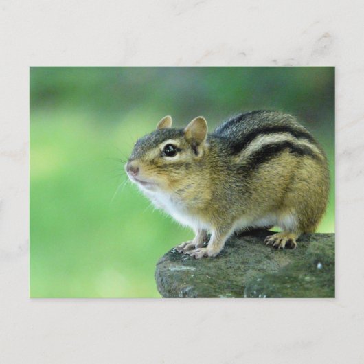 Curieuze Chipmunk-Briefkaart Briefkaart (Voorkant)