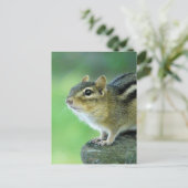 Curieuze Chipmunk-Briefkaart Briefkaart (Staand voorkant)