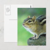 Curieuze Chipmunk-Briefkaart Briefkaart (Voorkant / Achterkant)