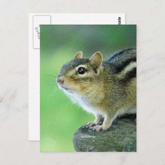 Curieuze Chipmunk-Briefkaart Briefkaart (Voorkant / Achterkant)