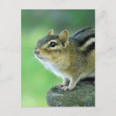 Curieuze Chipmunk-Briefkaart Briefkaart (Voorkant)