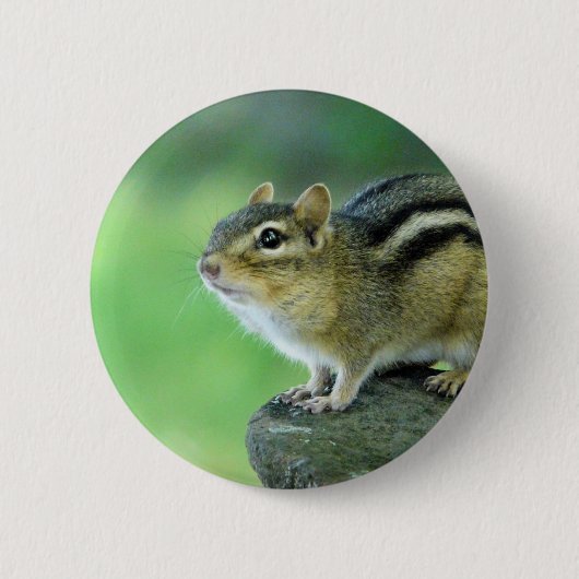 Curieuze Chipmunk Pin Ronde Button 5,7 Cm (Voorkant)