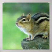 Curieuze Chipmunk Poster (Voorkant)