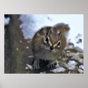 Curieuze Chipmunk Poster