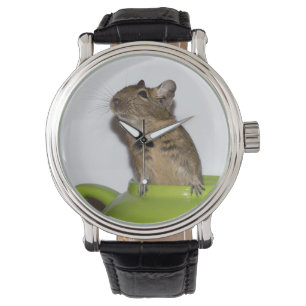 Curieuze Degu in een groene theepot Horloge