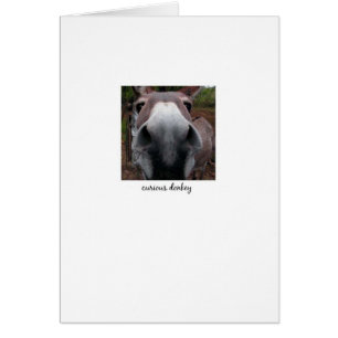 Curieuze Donkey