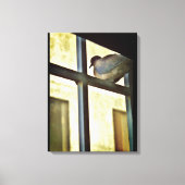 Curieuze Dove Canvas Afdruk (Voorkant)