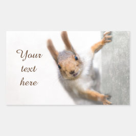 Curieuze eekhoorn rechthoekige sticker