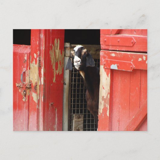Curieuze geit briefkaart (Voorkant)
