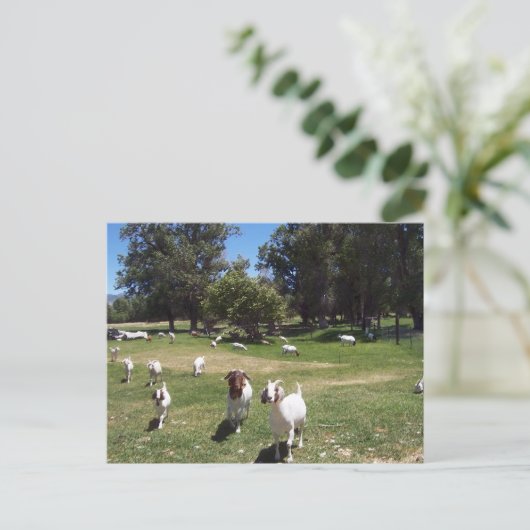 curieuze geiten briefkaart (Staand voorkant)